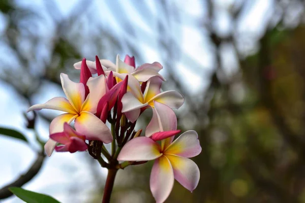 Schöne Bunte Blumen Garten — Stockfoto