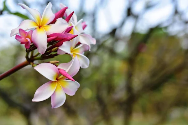 Bahçede Renkli Çiçek Plumeria Çiçek Çiçeklenme Güzel Bahçe Blooming Yaz — Stok fotoğraf