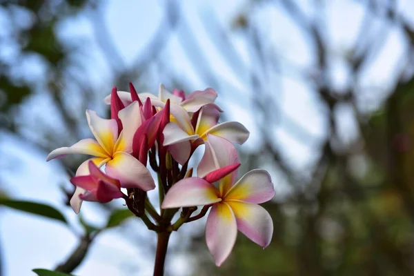 Красивые Красочные Цветы Саду — стоковое фото