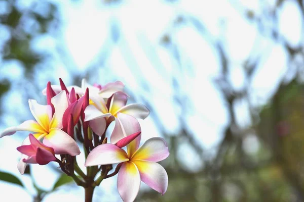 Bahçede Renkli Çiçek Plumeria Çiçek Çiçeklenme Güzel Bahçe Blooming Yaz — Stok fotoğraf