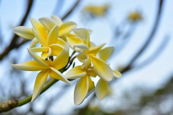 Kolorowe Kwiaty Ogrodzie Kwitnący Kwiat Plumeria Piękne Kwiaty Ogrodzie Blooming — Zdjęcie stockowe