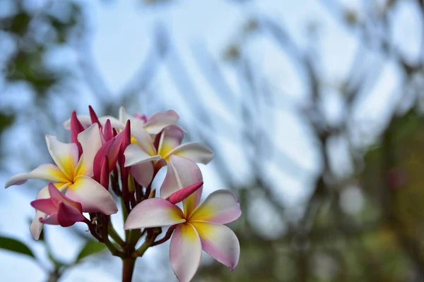 Όμορφα Πολύχρωμα Λουλούδια Στον Κήπο — Φωτογραφία Αρχείου