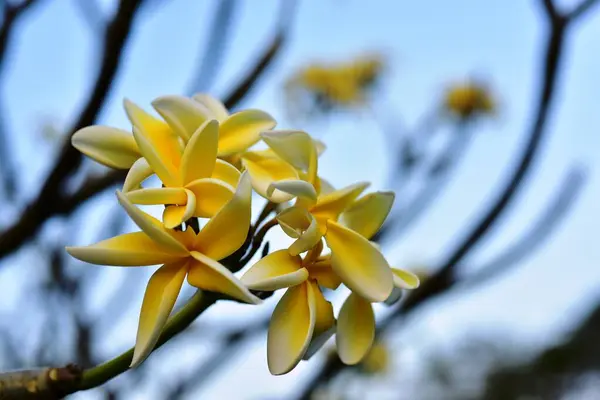 Färgglada Blommor Trädgården Plumeria Blomma Blommande Vackra Blommor Den Trädgård — Stockfoto