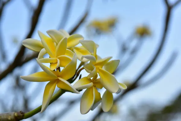 Kolorowe Kwiaty Ogrodzie Kwitnący Kwiat Plumeria Piękne Kwiaty Ogrodzie Blooming — Zdjęcie stockowe