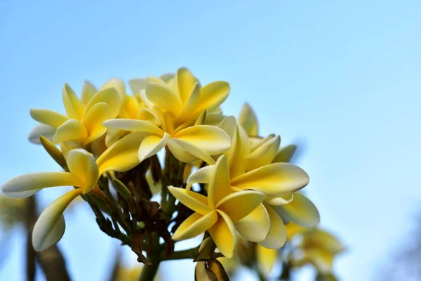 Fleurs Colorées Dans Jardin Fleurs Plumeria Fleurir Belles Fleurs Dans — Photo