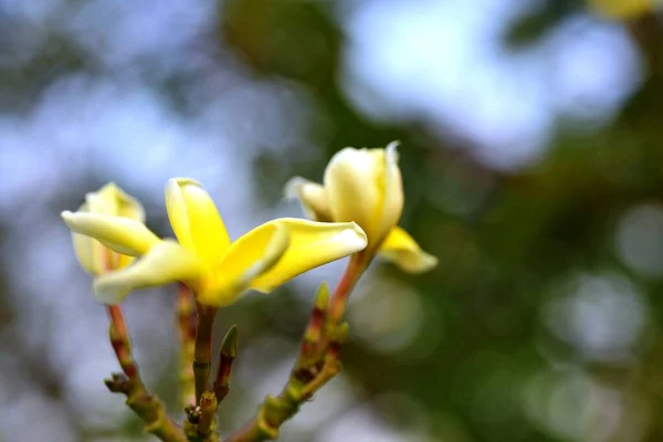 Kolorowe Kwiaty Ogrodzie Kwitnący Kwiat Plumeria Piękne Kwiaty Ogrodzie Blooming — Zdjęcie stockowe