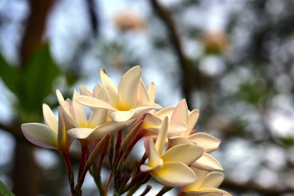 庭にはカラフルな花 プルメリアの花が咲いています 夏に庭の開花の美しい花 — ストック写真