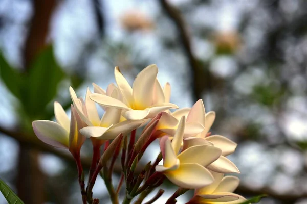 Colorful Flowers Garden Plumeria Flower Blooming Beautiful Flowers Garden Blooming — Stock Photo, Image