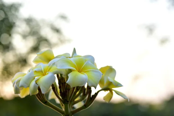 Flores Coloridas Jardim Plumeria Flor Florescer Lindas Flores Jardim Florescendo — Fotografia de Stock