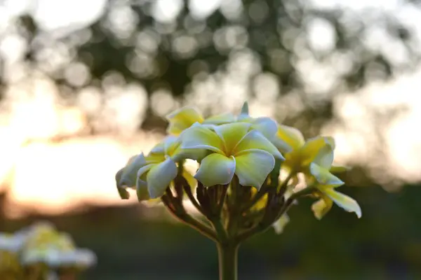 Colorful Flowers Garden Plumeria Flower Blooming Beautiful Flowers Garden Blooming — Stock Photo, Image