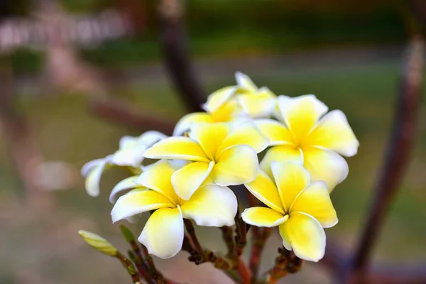 Flores Coloridas Jardín Flores Plumeria Floreciendo Flores Hermosas Jardín Floreciendo —  Fotos de Stock