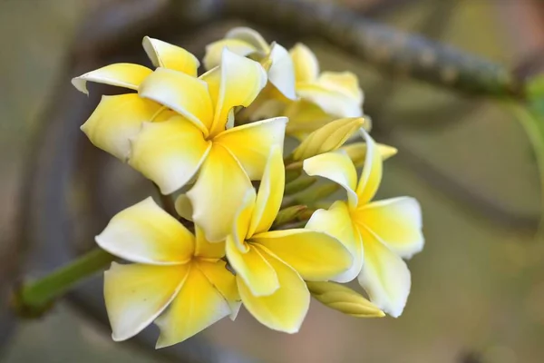 Flores Coloridas Jardim Plumeria Flor Florescer Lindas Flores Jardim Florescendo — Fotografia de Stock