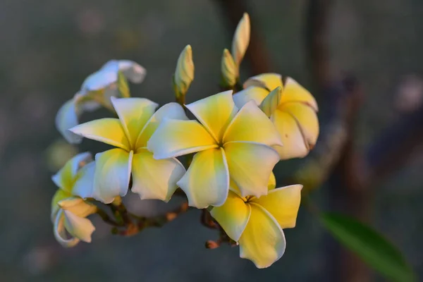 Színes Virágok Kertben Plumeria Virág Virágzik Gyönyörű Virágok Kertben Virágzik — Stock Fotó