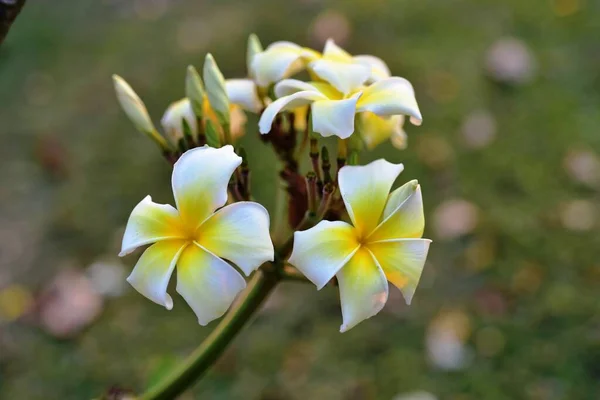 Kolorowe Kwiaty Ogrodzie Plumeria Kwiat Kwitnący Piękne Kwiaty Ogrodzie Kwitnące — Zdjęcie stockowe