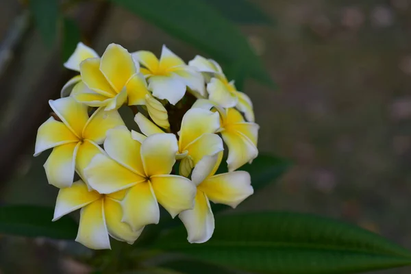 Kolorowe Kwiaty Ogrodzie Kwitnący Kwiat Plumeria Piękne Kwiaty Ogrodzie Blooming — Zdjęcie stockowe