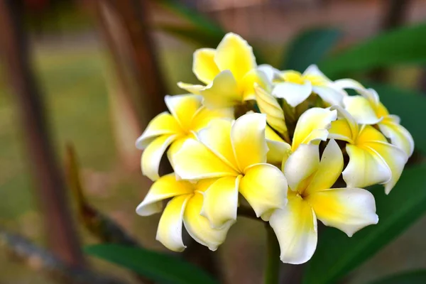 Fleurs Colorées Dans Jardin Fleurs Plumeria Fleurir Belles Fleurs Dans — Photo