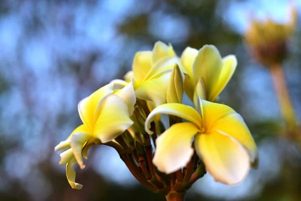 Kolorowe Kwiaty Ogrodzie Kwitnący Kwiat Plumeria Piękne Kwiaty Ogrodzie Blooming — Zdjęcie stockowe