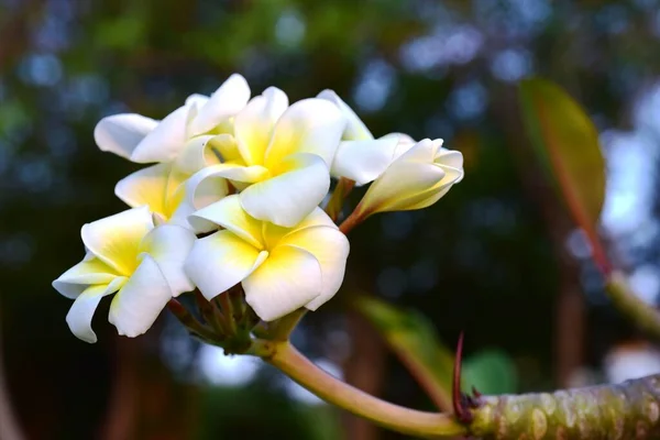 Kleurrijke Bloemen Tuin Plumeria Bloem Bloeien Mooie Bloemen Tuin Bloeien — Stockfoto