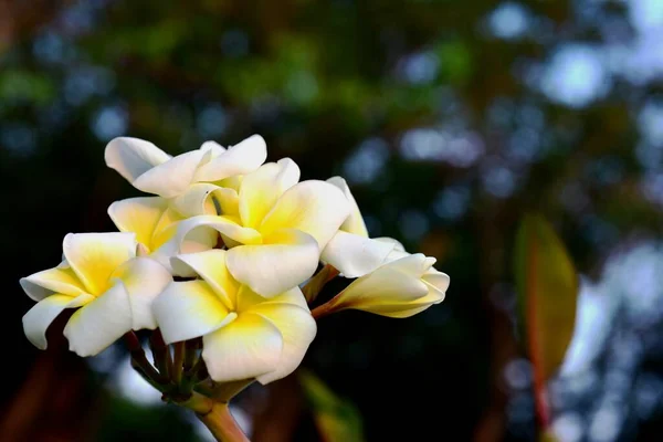 Πολύχρωμα Λουλούδια Στον Κήπο Λουλούδια Plumeria Ανθίζουν Όμορφα Λουλούδια Στον — Φωτογραφία Αρχείου