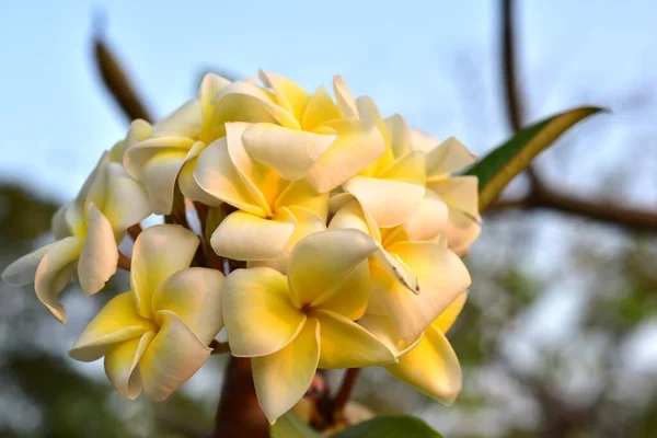 Színes Virágok Kertben Plumeria Virág Virágzik Gyönyörű Virágok Kertben Virágzik — Stock Fotó