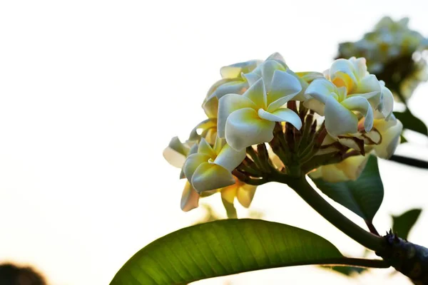 Bunte Blumen Garten Plumeria Blume Blüht Schöne Blumen Garten Blüht — Stockfoto