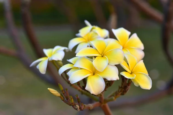Színes Virágok Kertben Plumeria Virág Virágzik Gyönyörű Virágok Kertben Virágzik — Stock Fotó