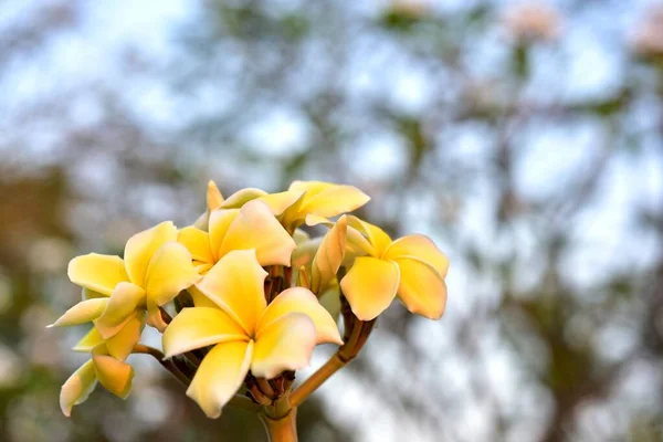 Flores Coloridas Jardim Flor Plumeria Floresce Lindas Flores Jardim Florescendo — Fotografia de Stock