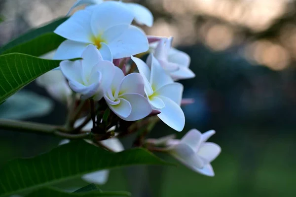 Barevné Květiny Zahradě Plumeria Květ Květin Krásné Květiny Zahradě Kvetoucí — Stock fotografie