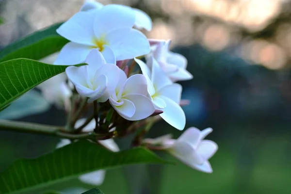 Bahçedeki Renkli Çiçekler Plumeria Çiçekleri Bahçedeki Güzel Çiçekler Yazın Açan — Stok fotoğraf