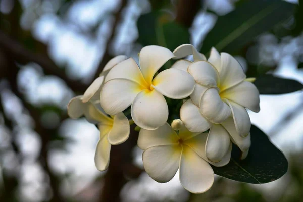 Flores Coloridas Jardín Flores Plumeria Floreciendo Flores Hermosas Jardín Floreciendo —  Fotos de Stock