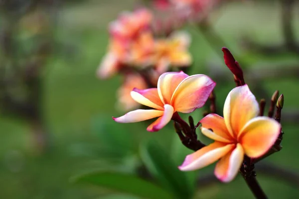 Flores Coloridas Jardín Flores Plumeria Floreciendo Flores Hermosas Jardín Floreciendo — Foto de Stock