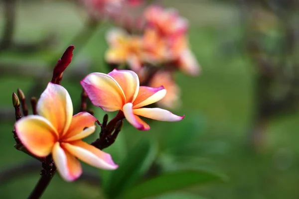 Flores Coloridas Jardín Flores Plumeria Floreciendo Flores Hermosas Jardín Floreciendo —  Fotos de Stock