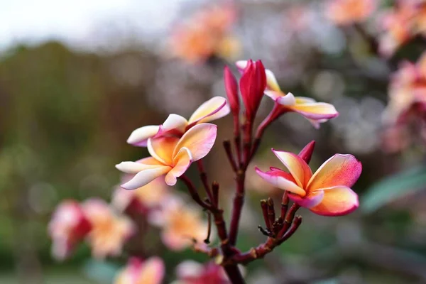 Bunte Blumen Garten Plumeria Blume Blüht Schöne Blumen Garten Blüht — Stockfoto