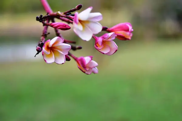 Kleurrijke Bloemen Tuin Plumeria Bloem Bloeien Prachtige Bloemen Tuin Blooming — Stockfoto