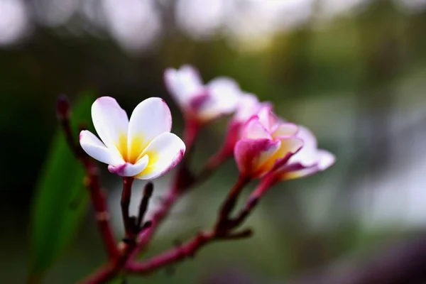 Színes Virágokat Kertben Plumeria Virág Virágzó Szép Virágok Nyáron Kerti — Stock Fotó
