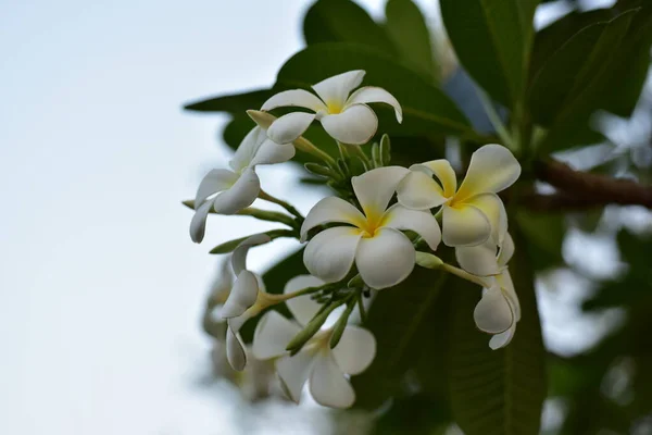 Πολύχρωμα Λουλούδια Στον Κήπο Λουλούδια Plumeria Ανθίζουν Όμορφα Λουλούδια Στον — Φωτογραφία Αρχείου