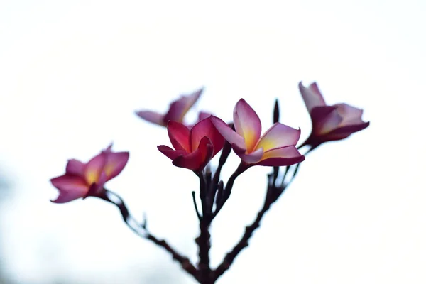 Flores Coloridas Jardim Plumeria Flor Florescer Lindas Flores Jardim Florescendo — Fotografia de Stock