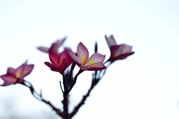 Разноцветные Цветы Саду Цветущие Цветы Plumeria — стоковое фото