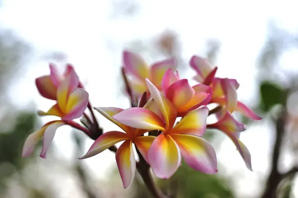 Fleurs Colorées Dans Jardin Fleurs Plumeria Fleurir Belles Fleurs Dans — Photo