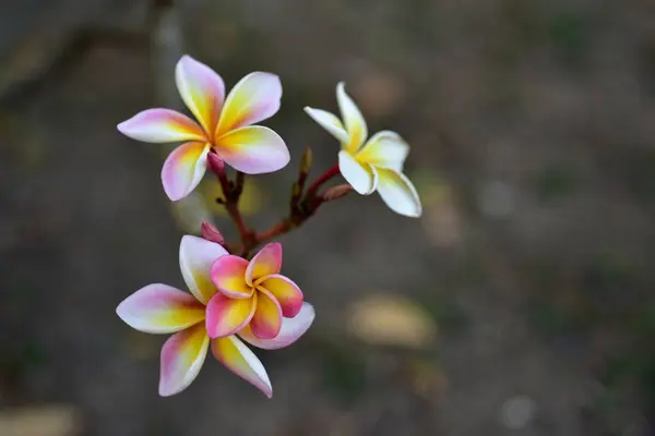 Bahçedeki Renkli Çiçekler Plumeria Çiçekleri Bahçedeki Güzel Çiçekler Yazın Açan — Stok fotoğraf