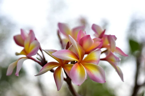 庭のカラフルな花 プルメリアの花が咲きます 庭の美しい花夏に咲く — ストック写真