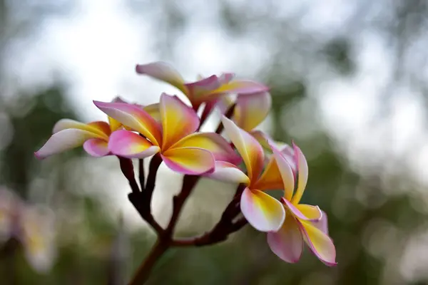 Bahçede Renkli Çiçek Plumeria Çiçek Çiçeklenme Güzel Bahçe Blooming Yaz — Stok fotoğraf