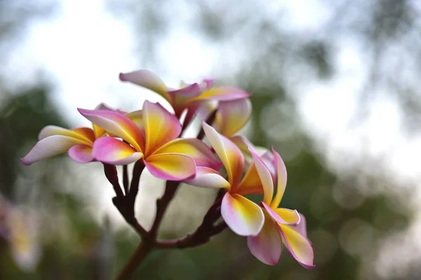 Fleurs Colorées Dans Jardin Plumeria Fleur Blooming Beautiful Fleurs Dans — Photo