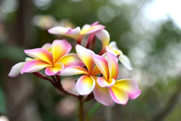 Bahçede Renkli Çiçek Plumeria Çiçek Çiçeklenme Güzel Bahçe Blooming Yaz — Stok fotoğraf