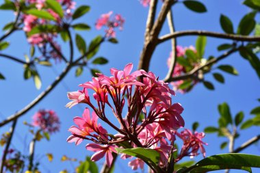 Yeşil bahçesinde renkli çiçekler 