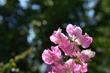 Yeşil bahçesinde renkli çiçekler 