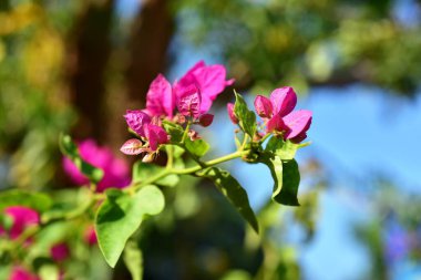 Yeşil bahçesinde renkli çiçekler 