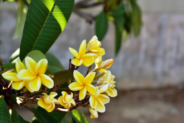 Färgglada Blommor Gröna Trädgård — Stockfoto