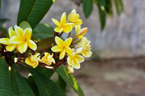 Fiori Colorati Nel Giardino Verde — Foto Stock