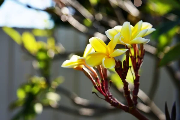 Flores Coloridas Jardim Verde — Fotografia de Stock